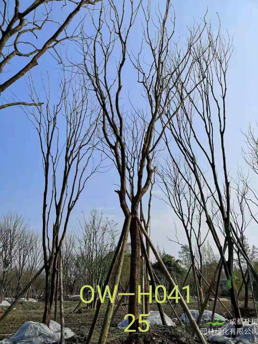 四川省-成都市苗木基地供应的24-25公分精品黄连木价格详情-价格趋势