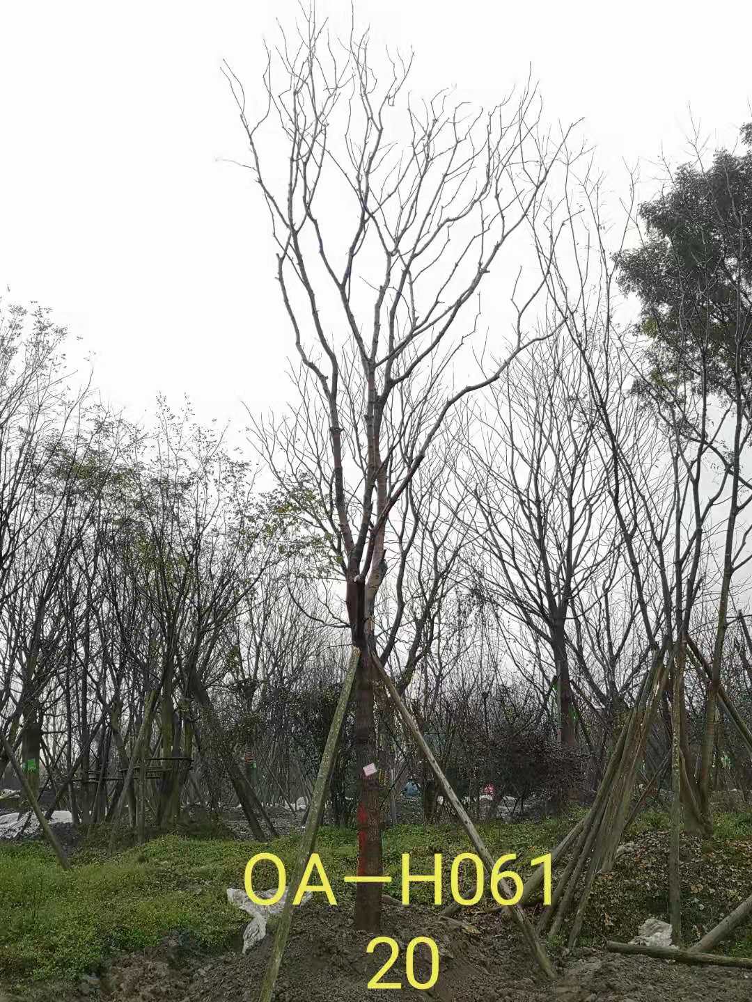 四川省-成都市-温江区18-21公分精品黄连木价格怎么样？