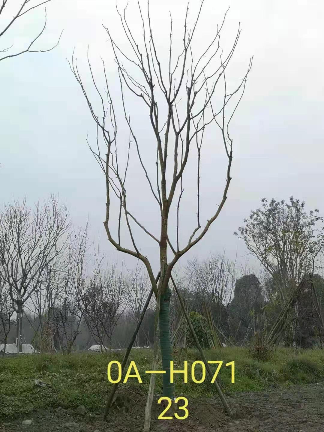 四川省-成都市-郫都区苗木基地供应的22-23公分精品黄连木价格怎么样？