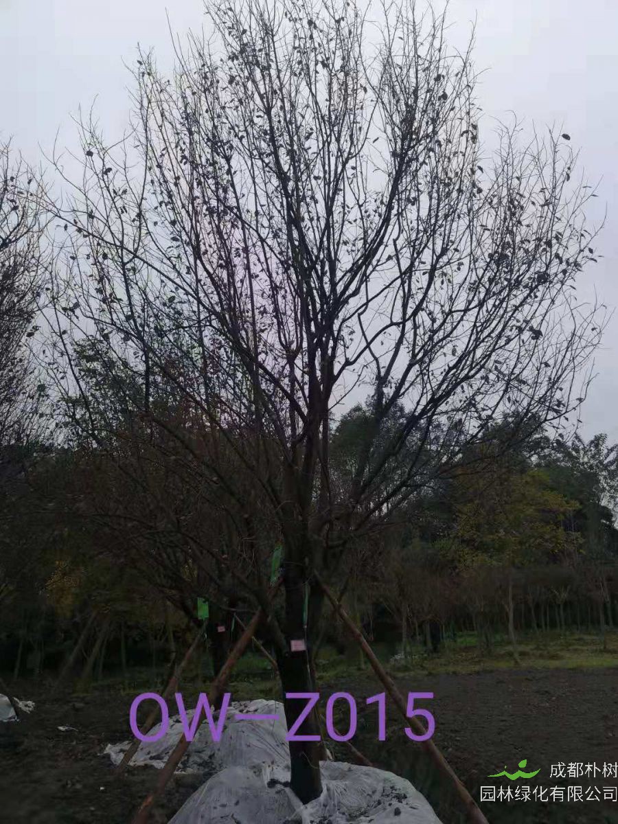 四川省-成都市-温江区苗木基地供应的20公分紫叶李价格怎么样？