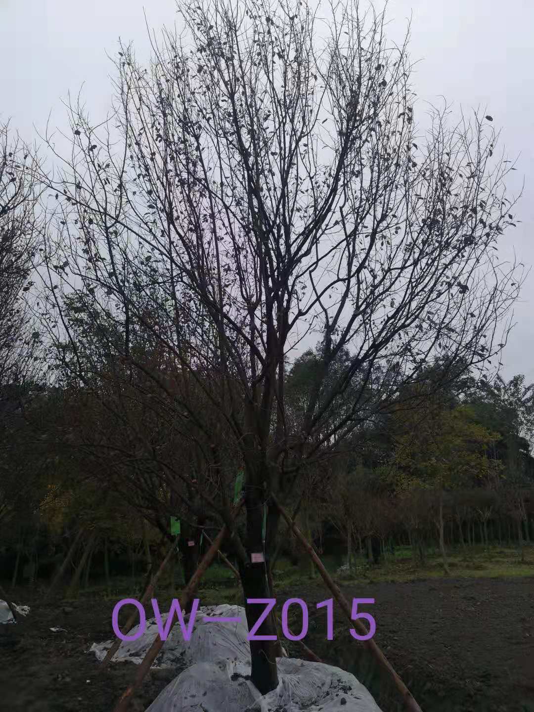 四川省-成都市-温江区苗木基地供应的20公分紫叶李价格怎么样？