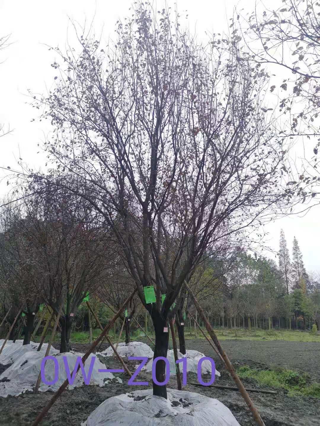 2020年四川省-成都市-双流区苗木基地直销的22公分精品紫叶李价格有什么变化？