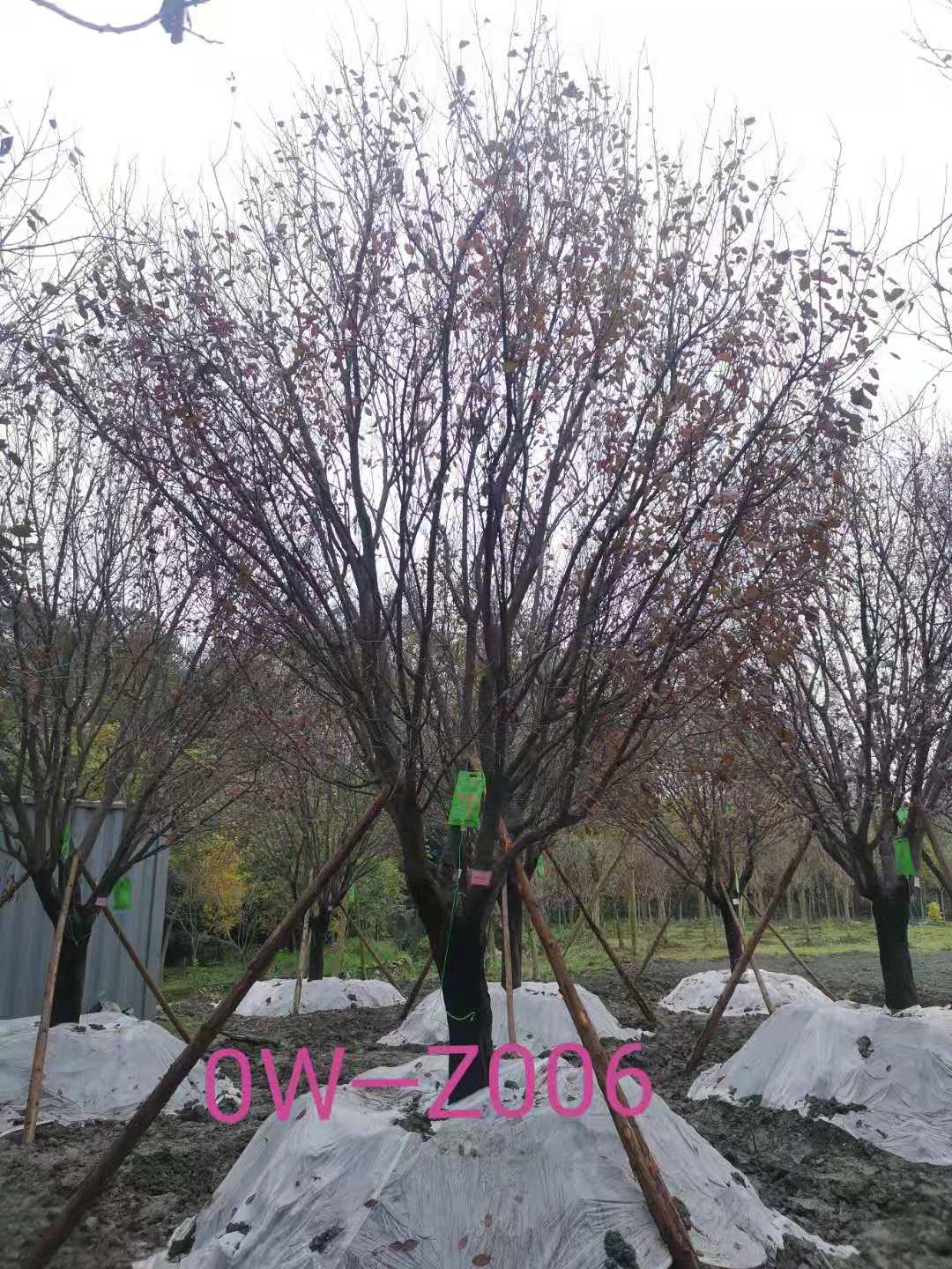 四川省-遂宁市苗木基地直销的24公分紫叶李价格怎么样？