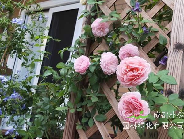 亚伯月季不开花的原因有哪些？