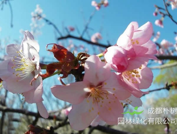 大山樱的形态特征有哪些？