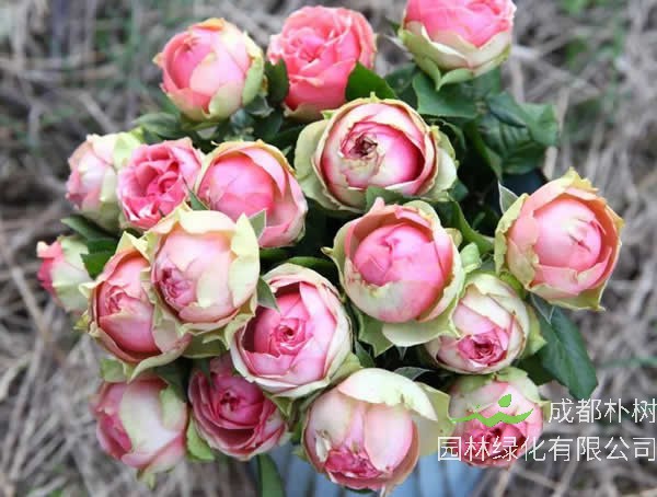 亚伯月季的优点有哪些？