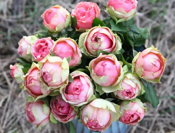 亚伯月季的优点有哪些？