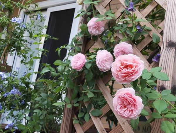 亚伯月季不开花的原因有哪些？