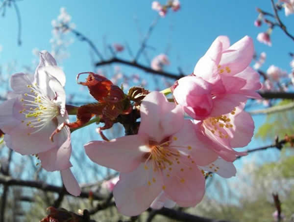 大山樱的形态特征有哪些？