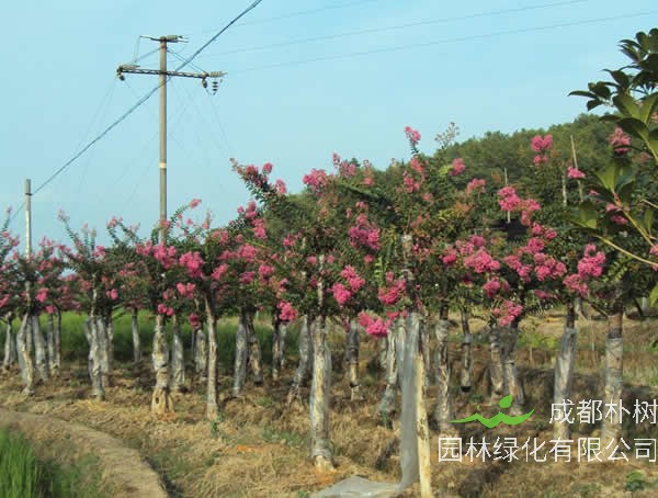 紫薇树在北方可以过冬吗？适合在北方种植吗？