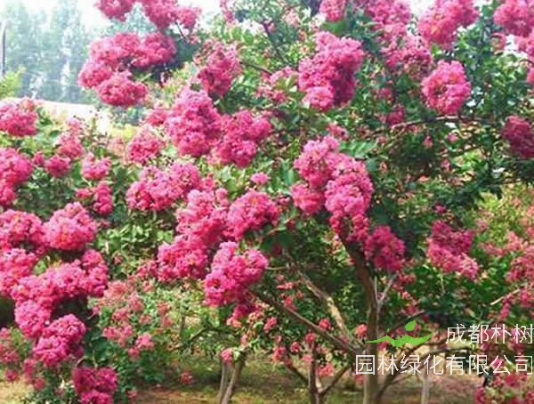 紫薇树冬天都是枯枝吗？应该怎么养护？