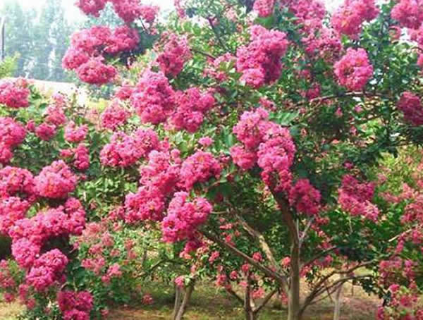 紫薇树冬天都是枯枝吗？应该怎么养护？