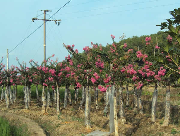 紫薇树在北方可以过冬吗？适合在北方种植吗？