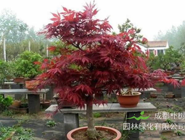 红舞姬红枫盆景怎么养？能够在室内养植么？