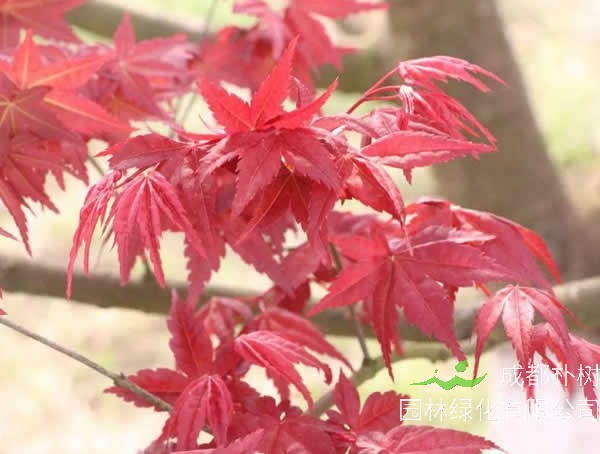 红舞姬红枫为什么便宜？行情怎么样？