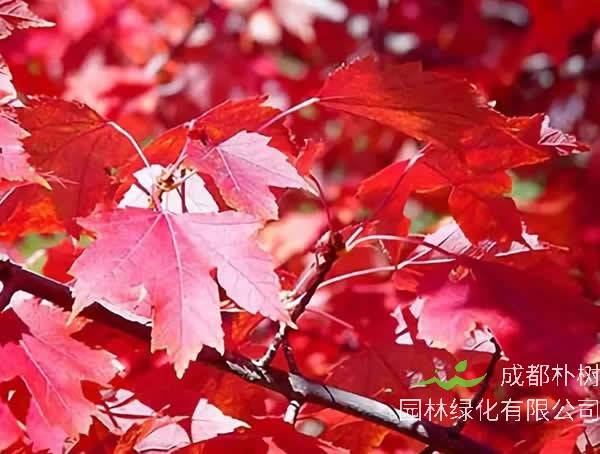 红舞姬红枫扦插技术详解