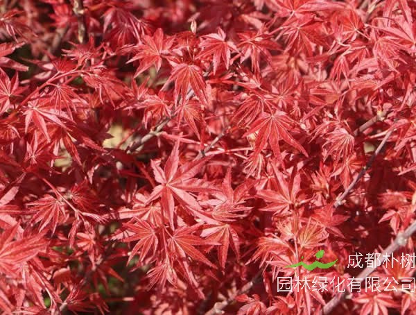 红舞姬红枫耐寒吗？冬天怎么养护？