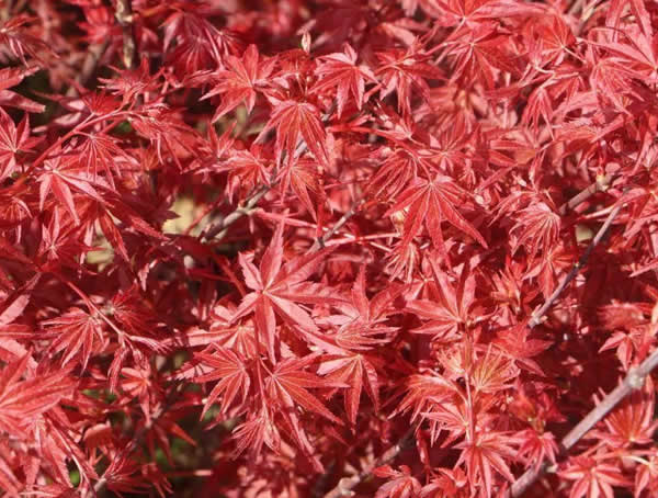 红舞姬红枫耐寒吗？冬天怎么养护？