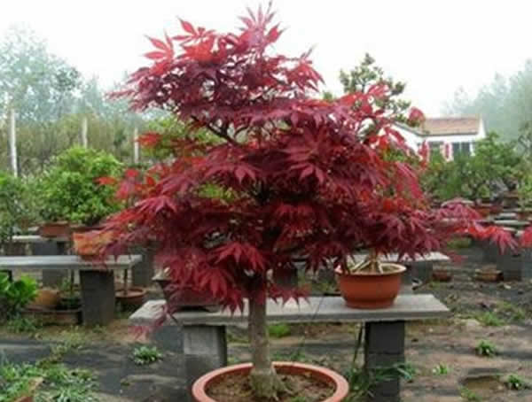 红舞姬红枫盆景怎么养？能够在室内养植么？