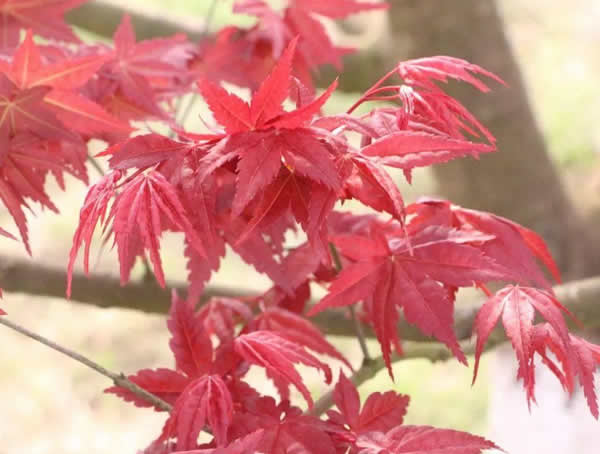 红舞姬红枫为什么便宜？行情怎么样？