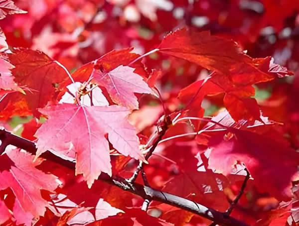 红舞姬红枫扦插技术详解