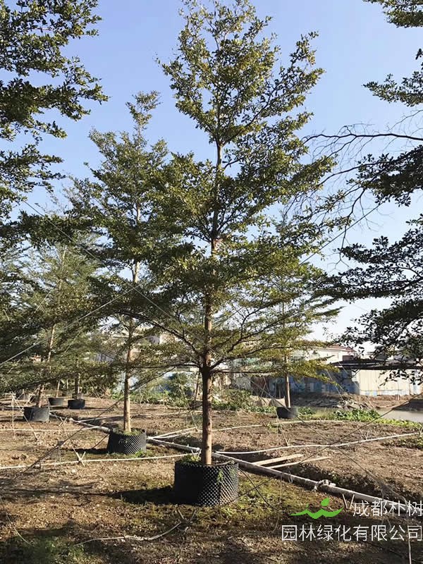 细叶榄仁的功效与作用有哪些？