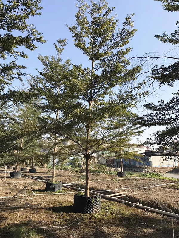 细叶榄仁的功效与作用有哪些？