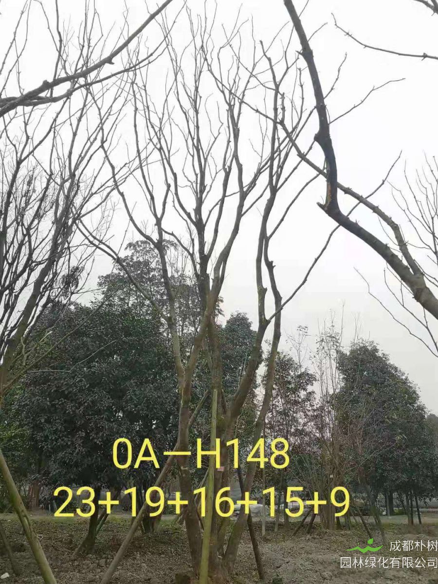 四川省-攀枝花市苗木基地直销82-88公生长旺盛-姿态优美的精品丛生黄连木