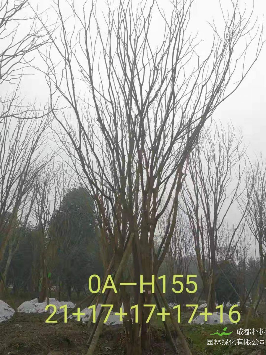 四川省-攀枝花市苗木基地直销82-88公生长旺盛-姿态优美的精品丛生黄连木