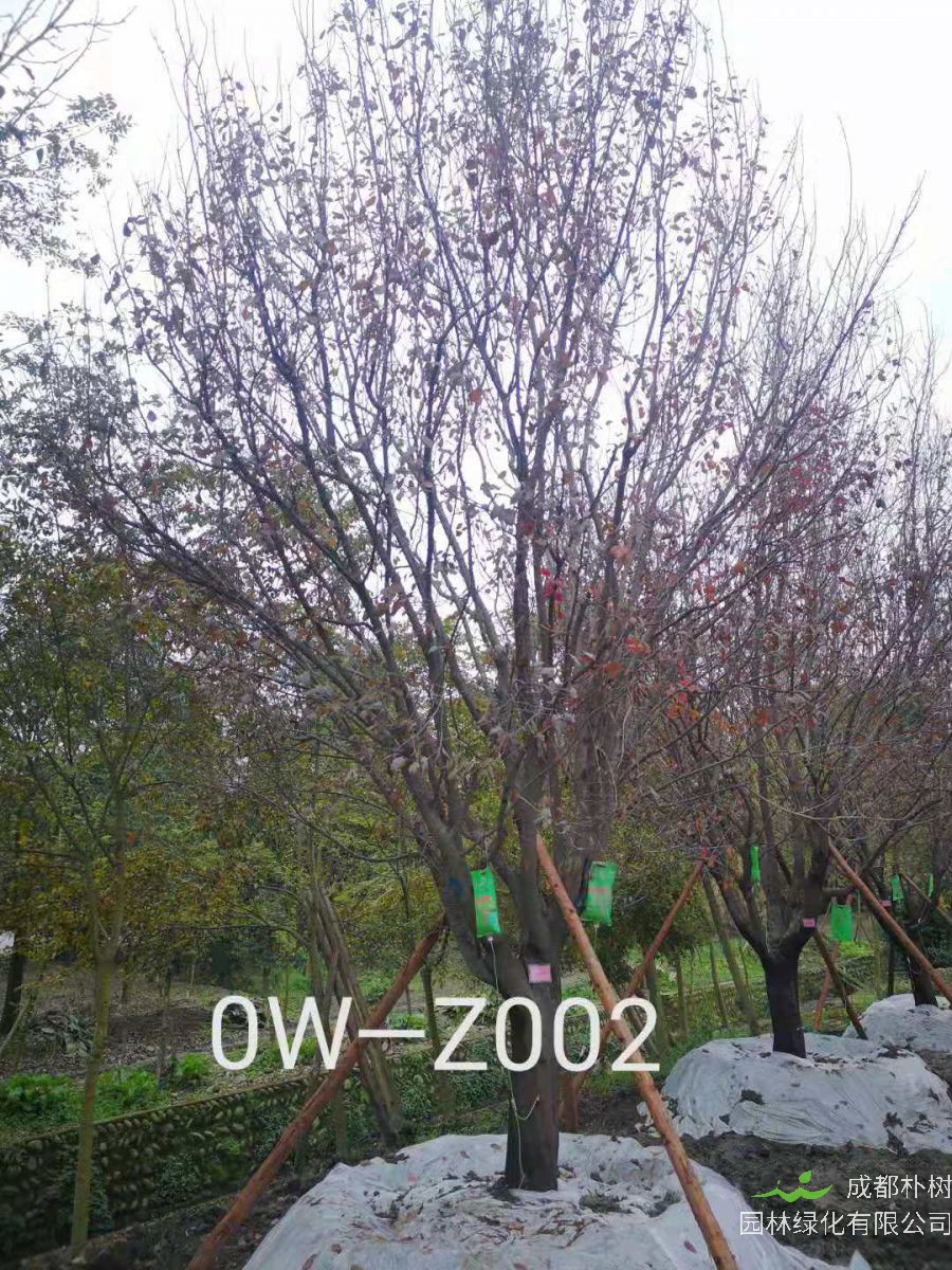 四川省-绵阳市苗木基地直销D24公分枝叶繁密-生长旺盛-品质上乘的精品紫叶李