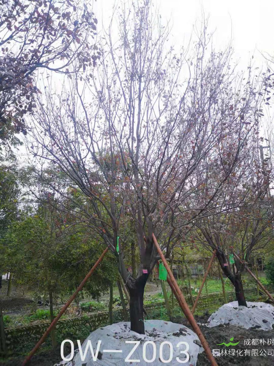 四川省-崇州市苗木基地直销D25公分树枝繁茂-树枝繁密的精品紫叶李