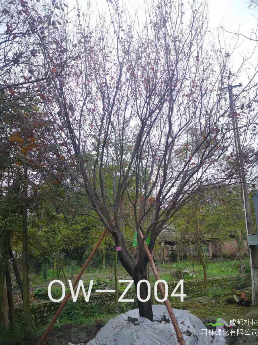 四川省-崇州市苗木基地直销D25公分树枝繁茂-树枝繁密的精品紫叶李