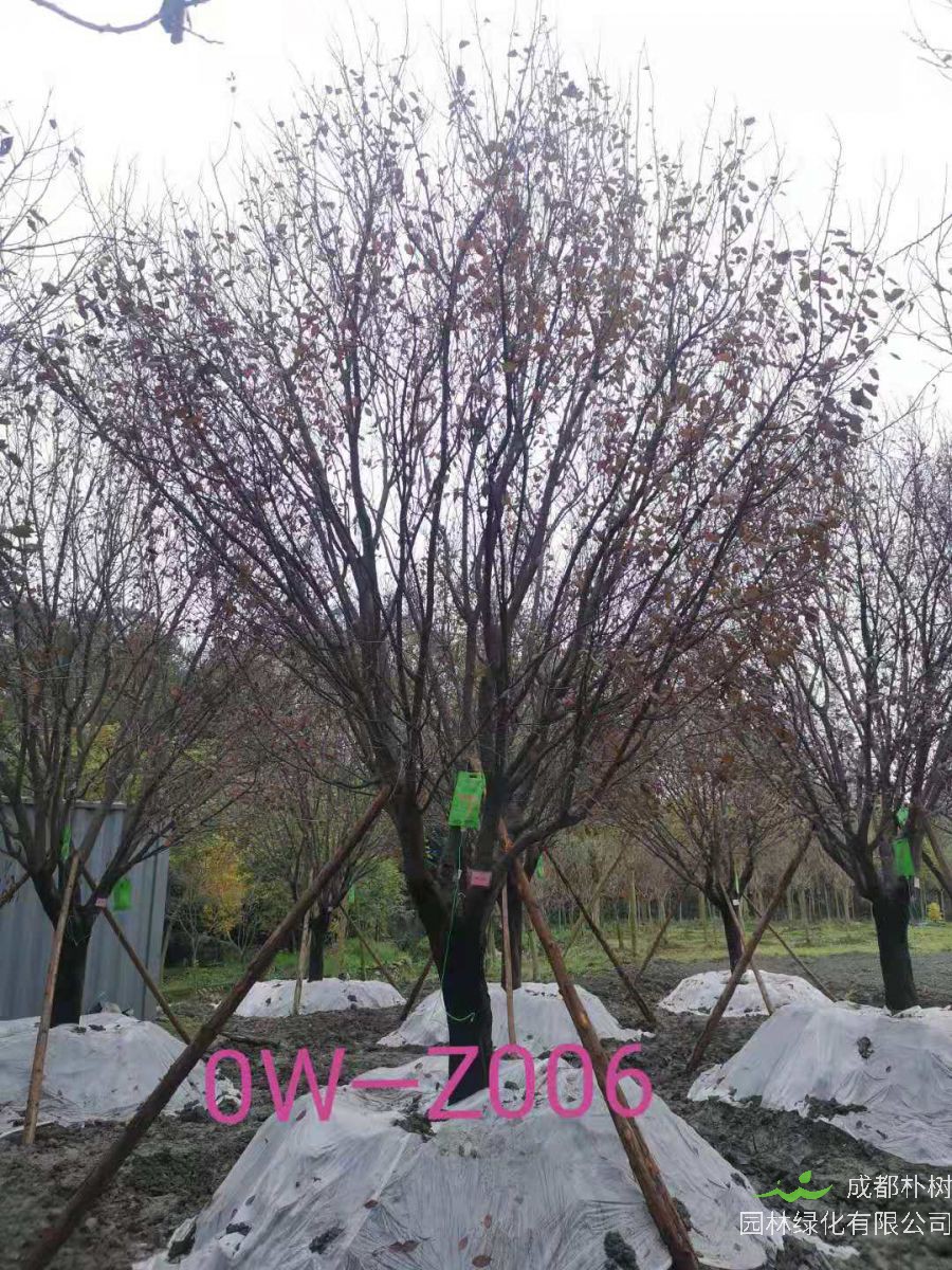 四川省-绵阳市苗木基地直销D24公分枝叶繁密-生长旺盛-品质上乘的精品紫叶李