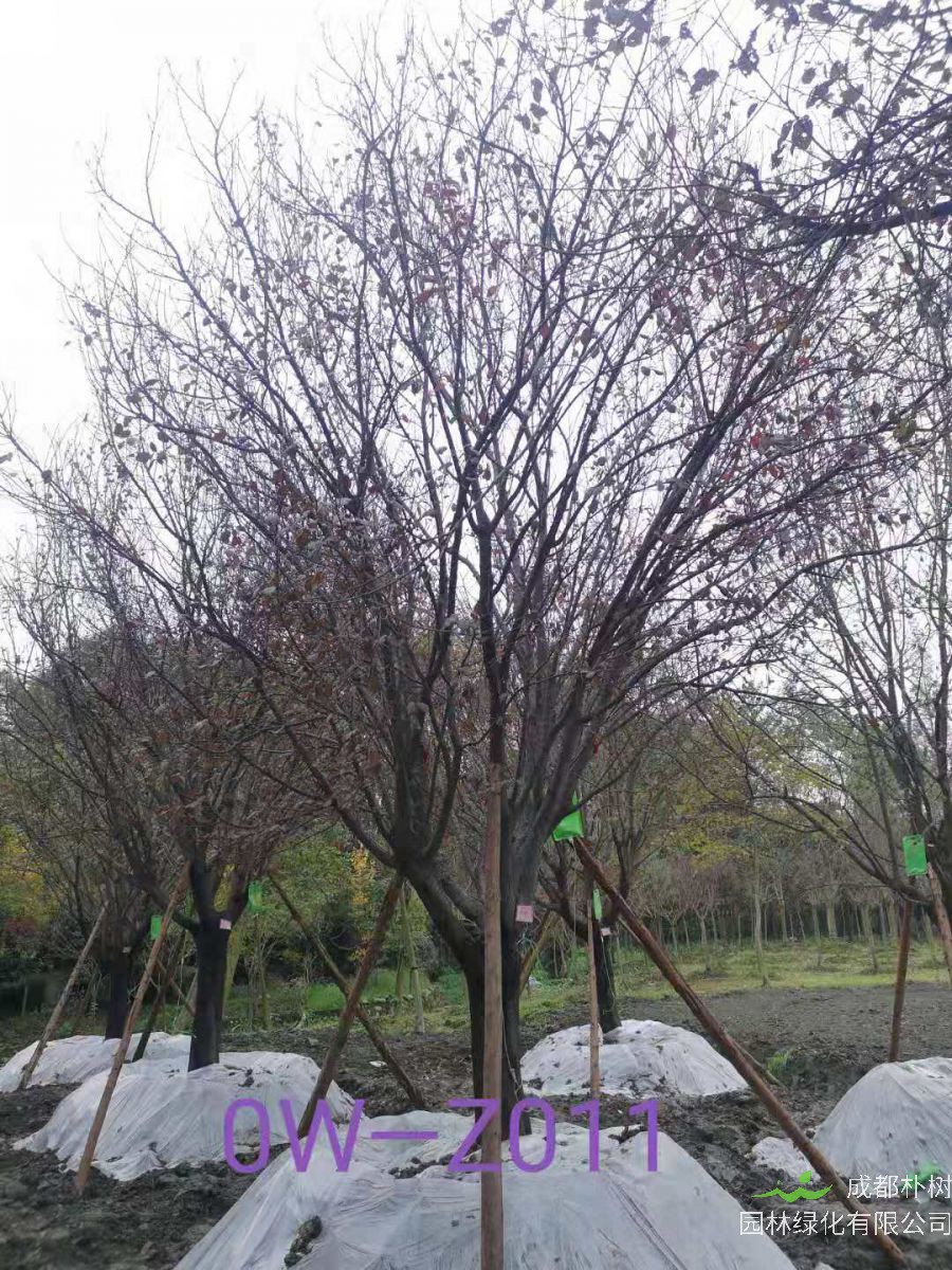 四川省-绵阳市苗木基地直销D24公分枝叶繁密-生长旺盛-品质上乘的精品紫叶李