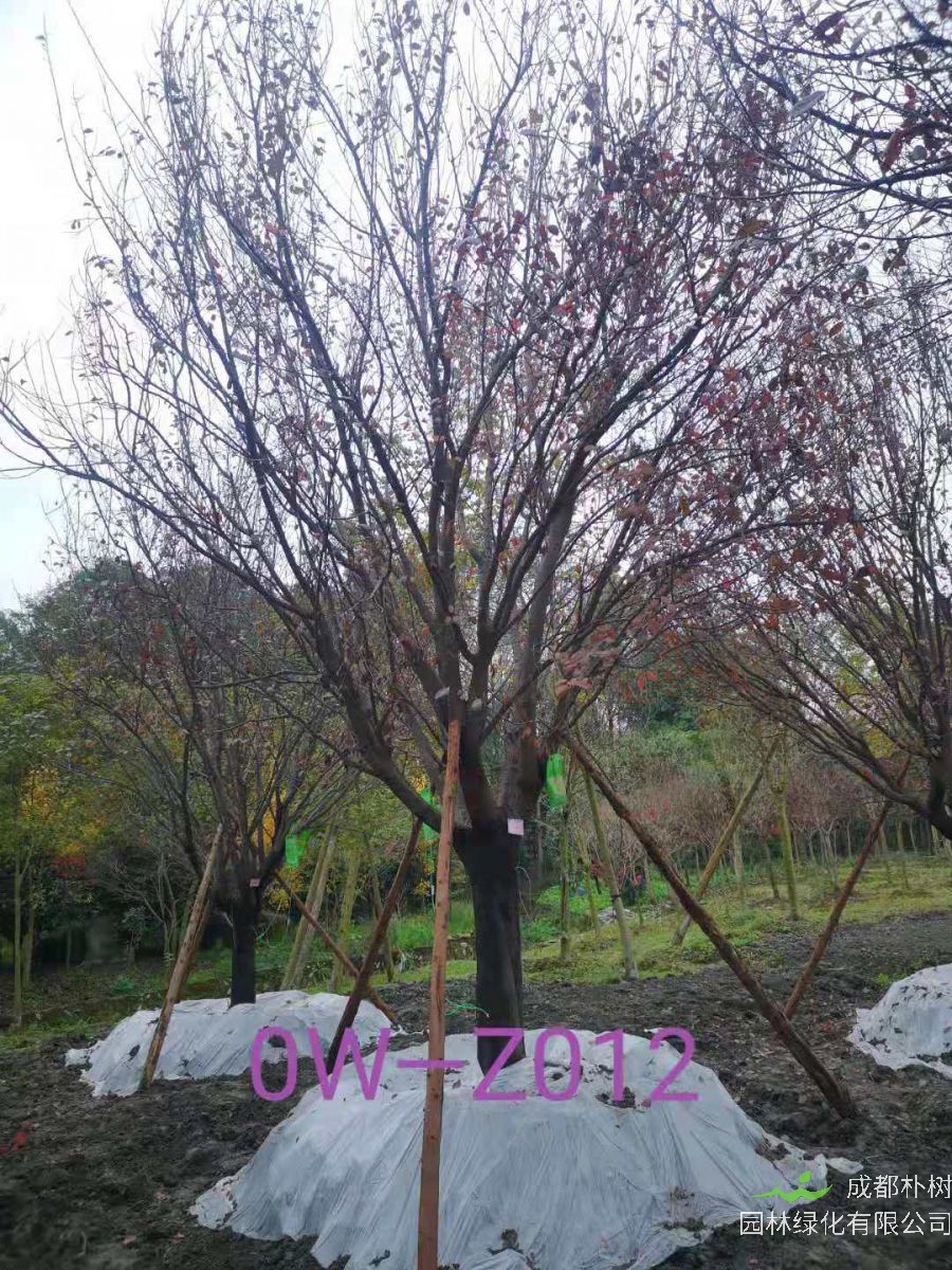 四川省-绵阳市苗木基地直销D24公分枝叶繁密-生长旺盛-品质上乘的精品紫叶李