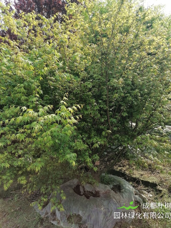 鸡爪槭有什么作用？