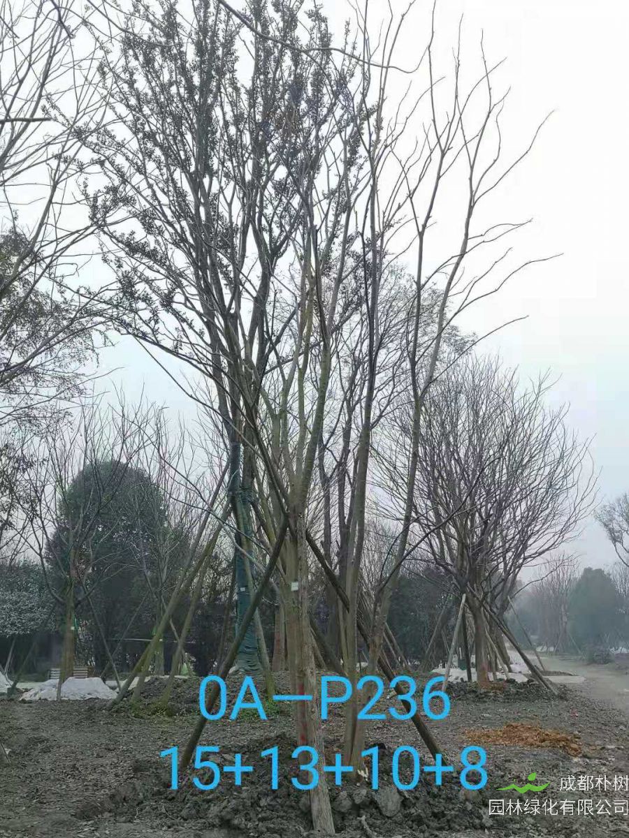 成都市-郫都区苗木基地直销的42-56公分丛生朴树价格怎么样？