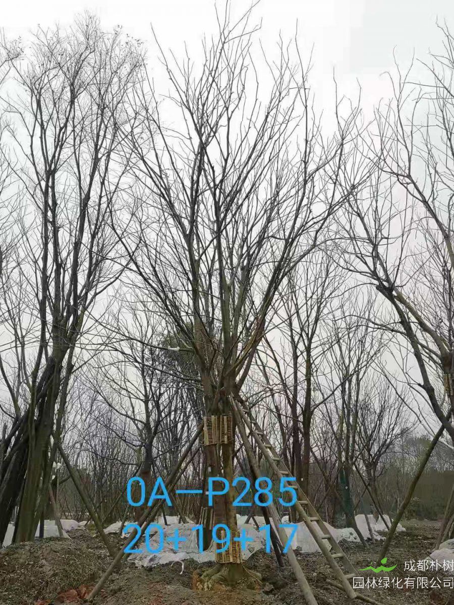 成都市-郫都区苗木基地直销的42-56公分丛生朴树价格怎么样？