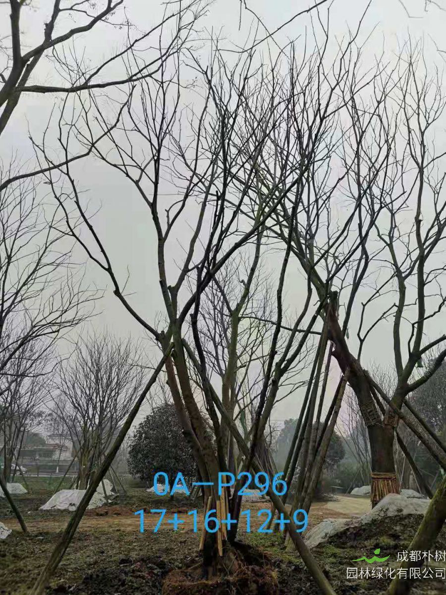 成都市-郫都区苗木基地直销的42-56公分丛生朴树价格怎么样？