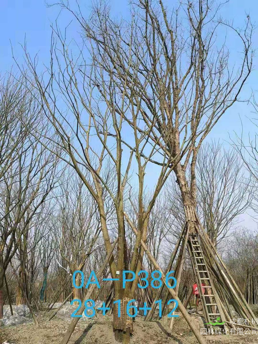 成都市-郫都区苗木基地直销的42-56公分丛生朴树价格怎么样？