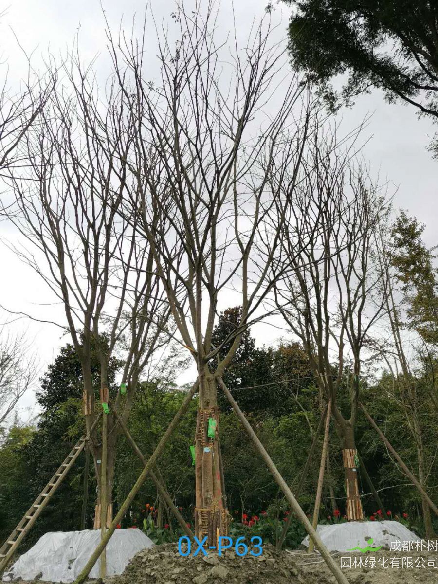 成都市-郫都区苗木基地直销的42-56公分丛生朴树价格怎么样？