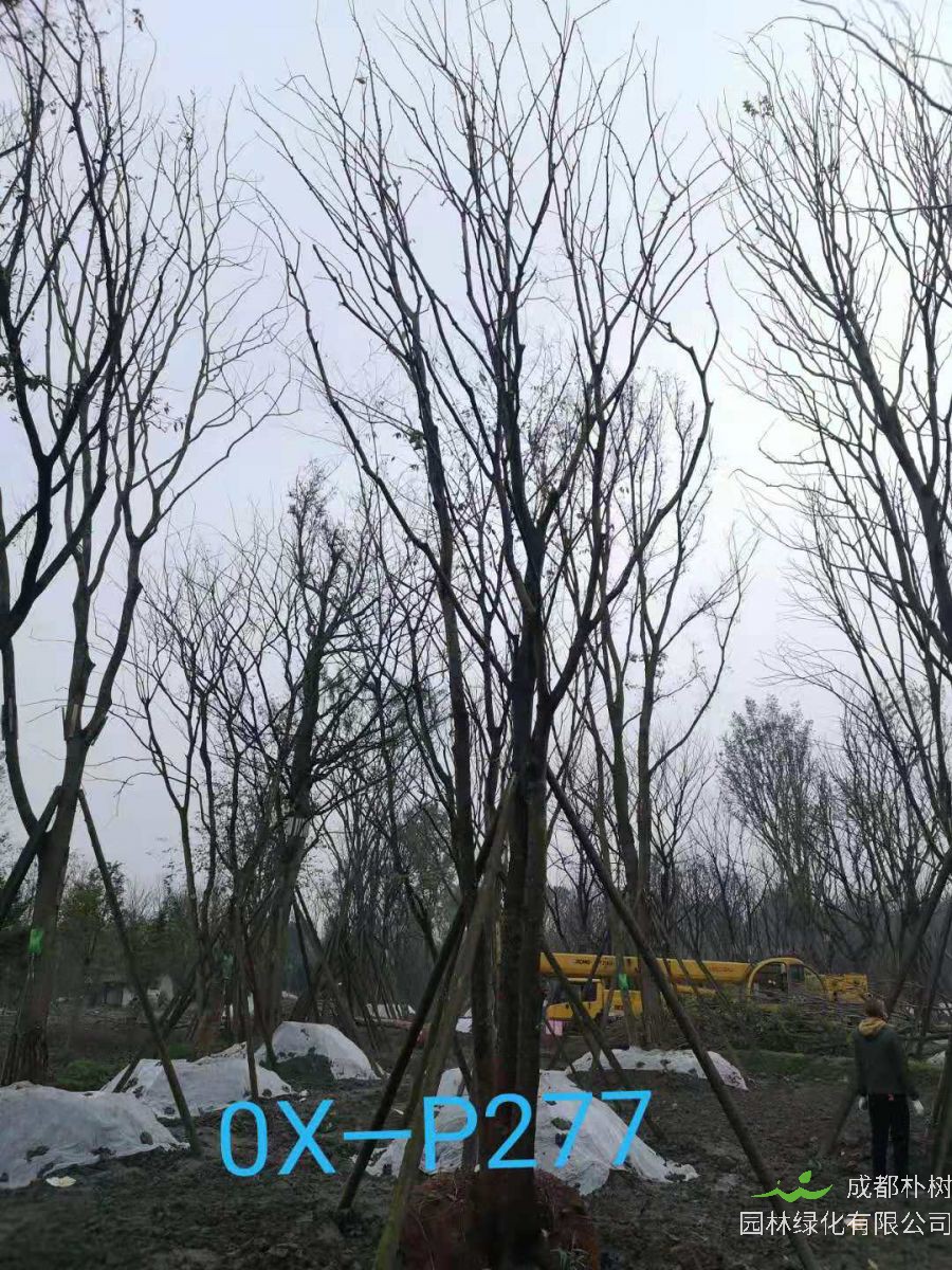 成都市-郫都区苗木基地直销的42-56公分丛生朴树价格怎么样？