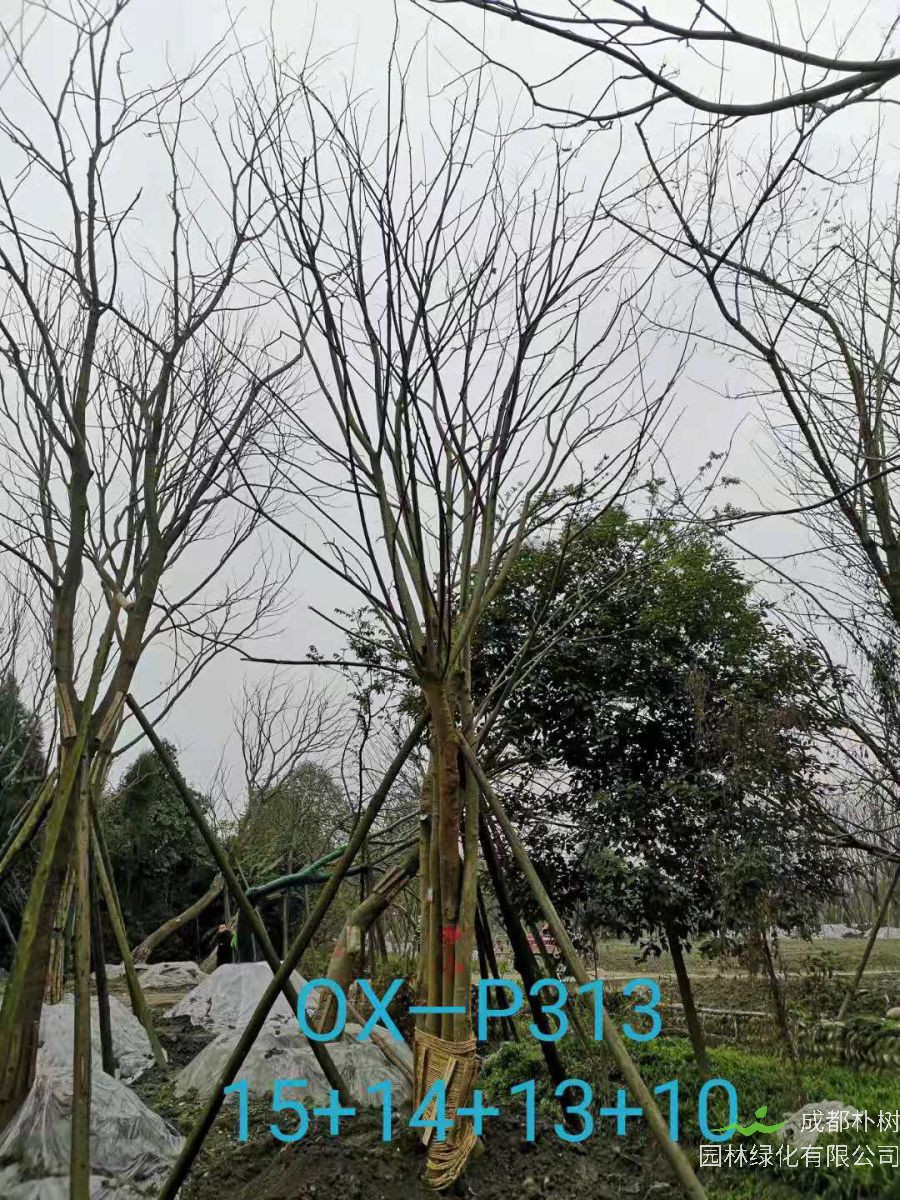 成都市-郫都区苗木基地直销的42-56公分丛生朴树价格怎么样？