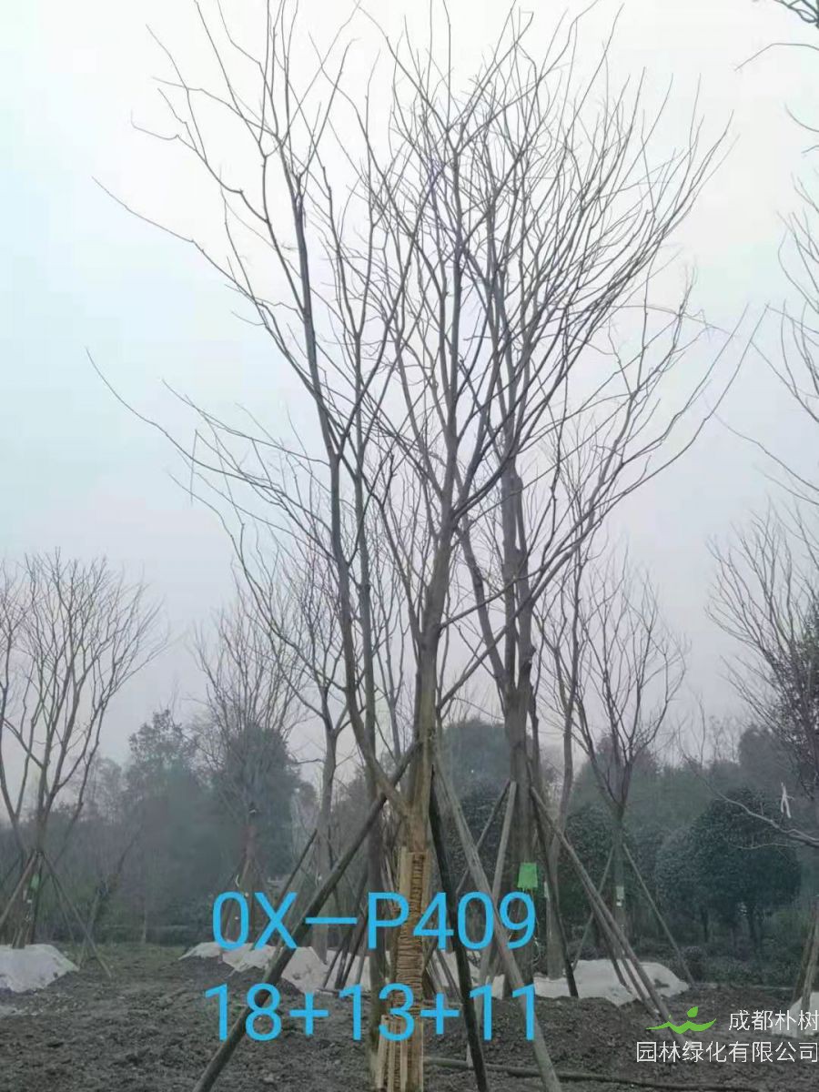 成都市-郫都区苗木基地直销的42-56公分丛生朴树价格怎么样？