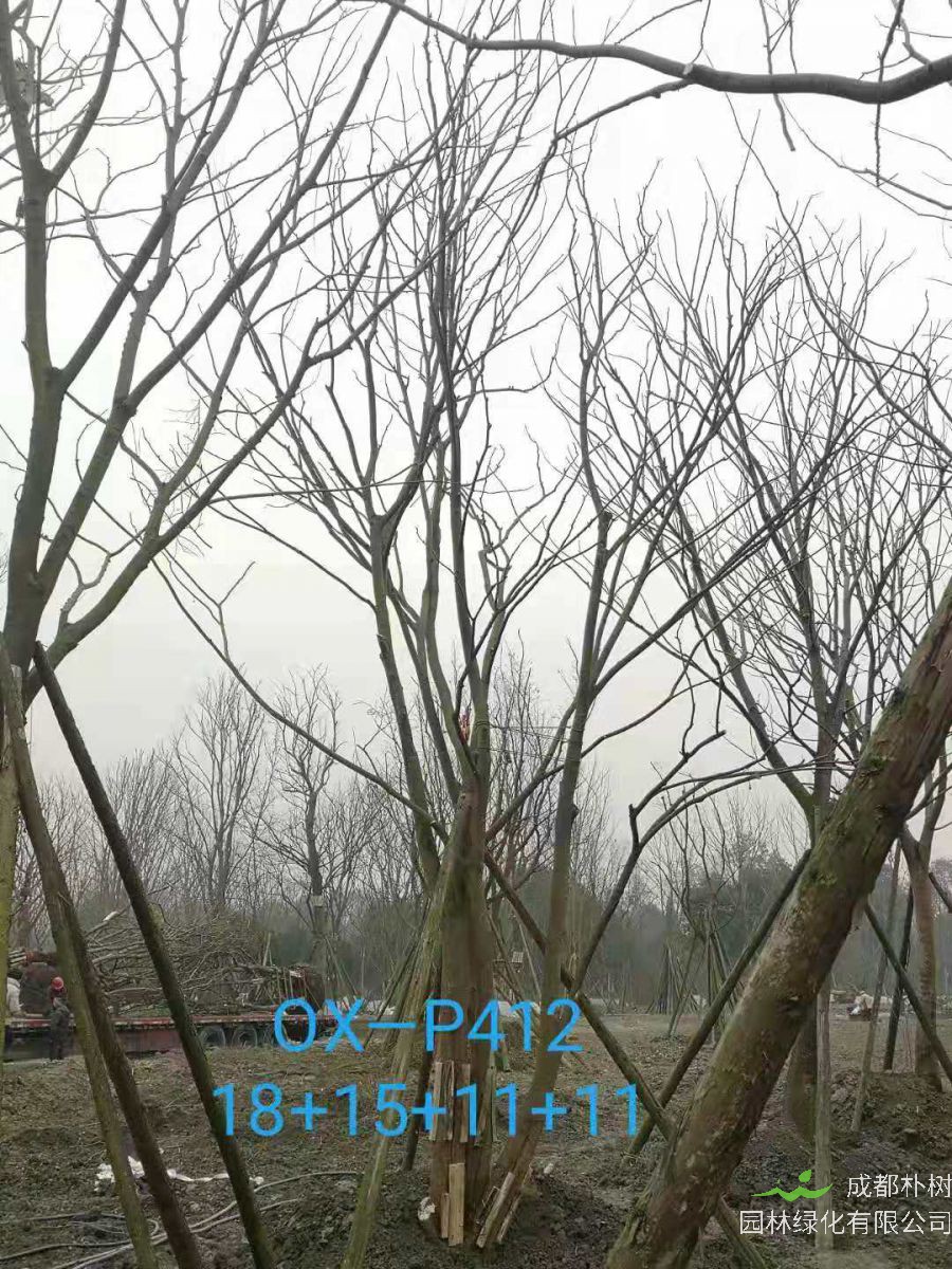 成都市-郫都区苗木基地直销的42-56公分丛生朴树价格怎么样？