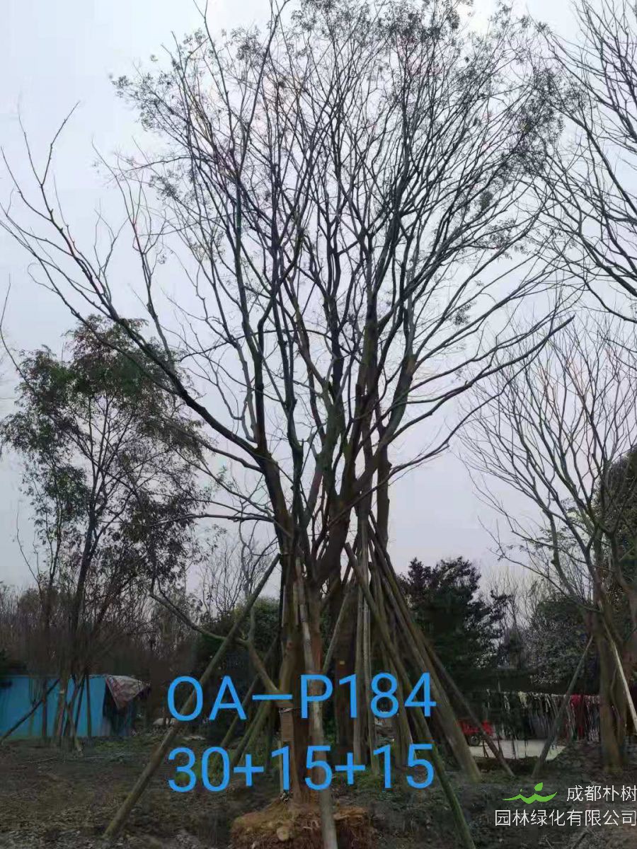 四川省苗木基地直销的59-65公分精品丛生朴树价格如何？