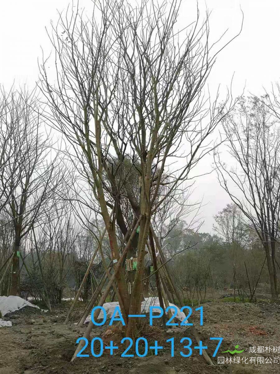 四川省苗木基地直销的59-65公分精品丛生朴树价格如何？