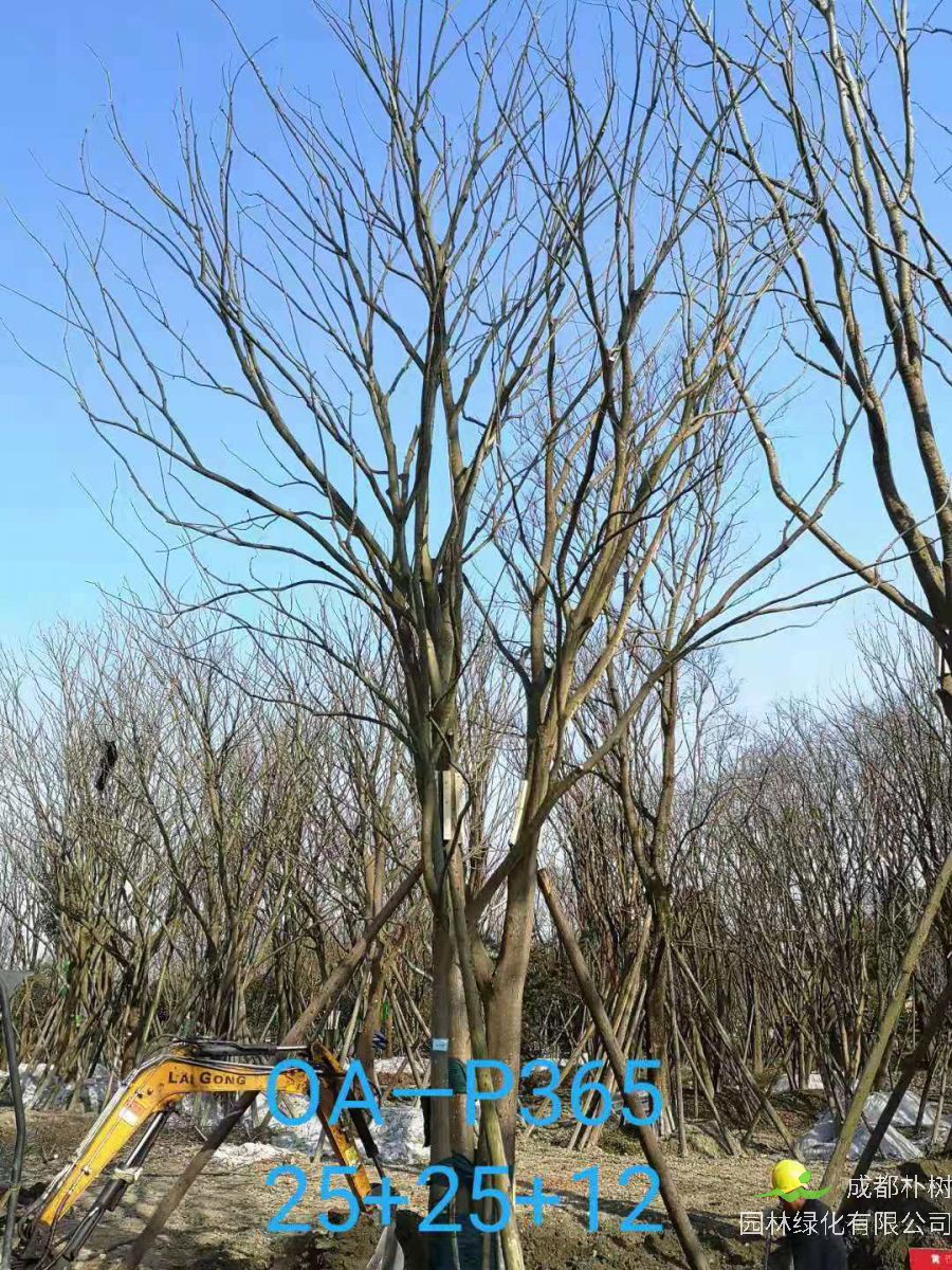 四川省苗木基地直销的59-65公分精品丛生朴树价格如何？