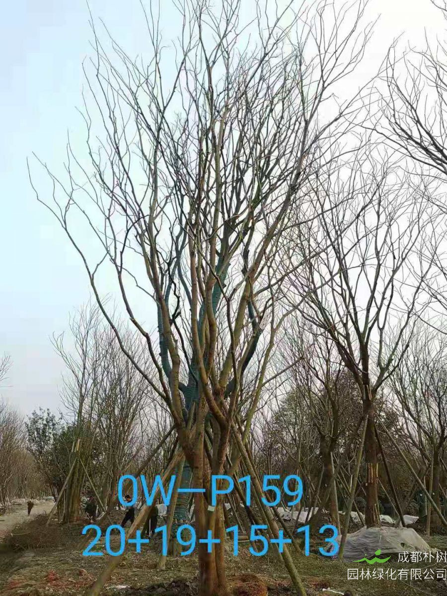 四川省-遂宁市67-74公分精品丛生朴树价格详情-价格趋势怎么样？