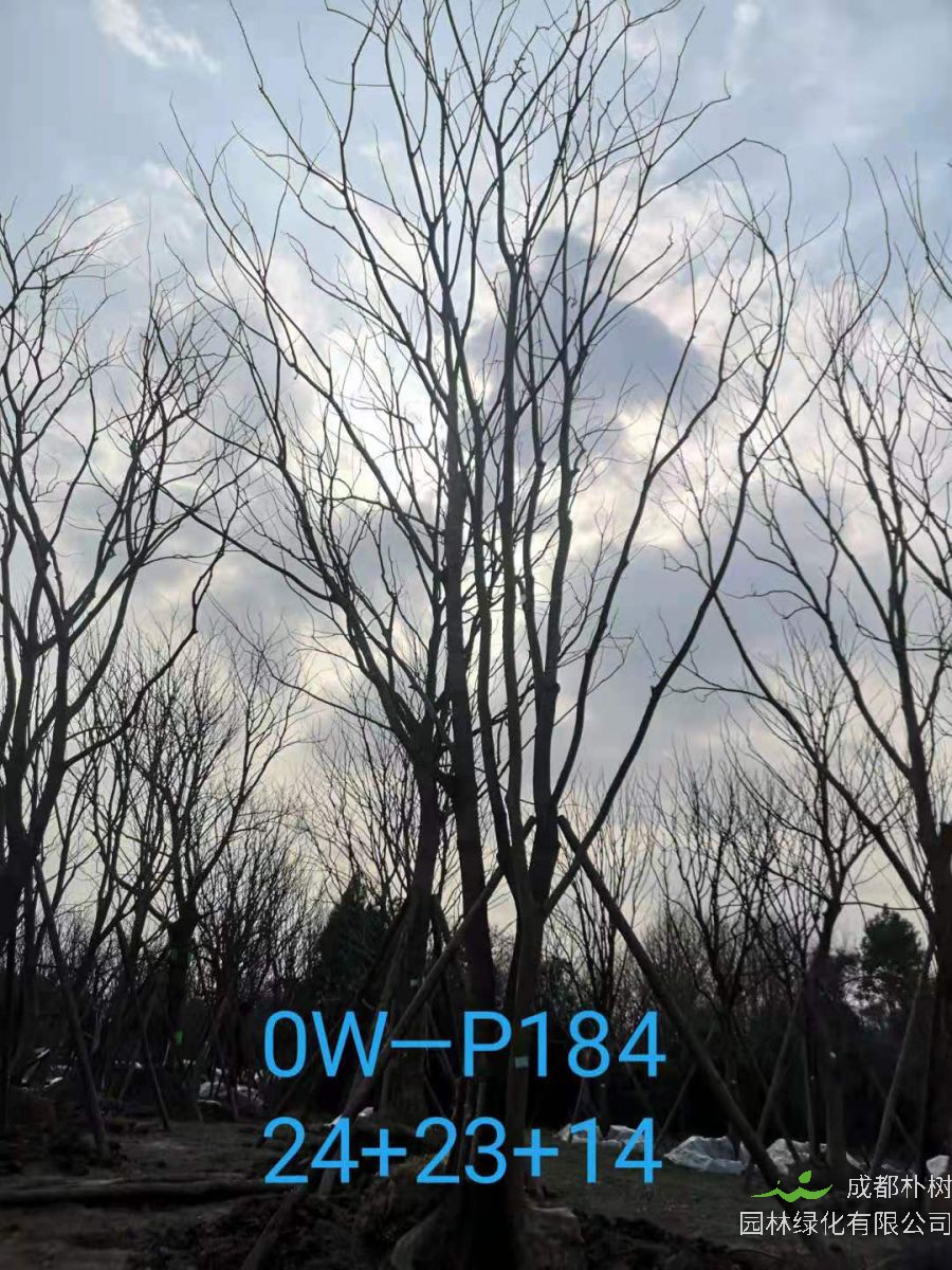 四川省苗木基地直销的59-65公分精品丛生朴树价格如何？